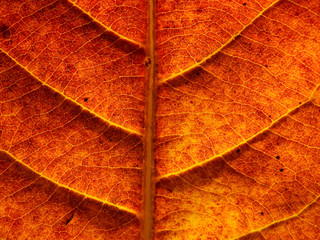 autumn leaf tetxure