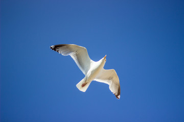 Close-up of flying seagull on the background of blue sky