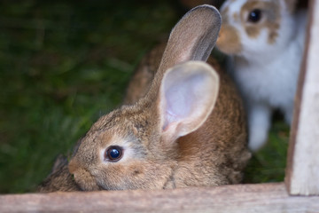 Domestic rabbit on the farm. Domestic habitat. European rabbit or common rabbit, Oryctolagus cuniculus