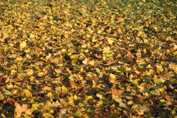 Yellow maple leaves on a green grass.
