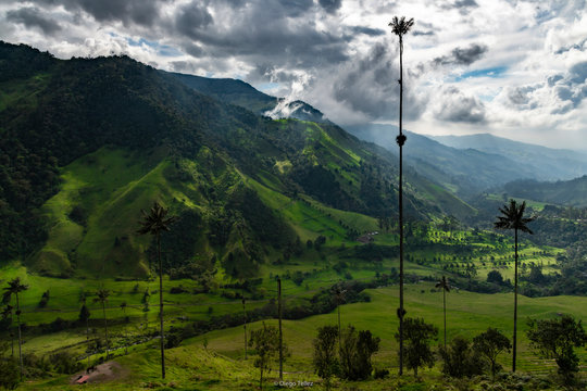 Velle de cocora