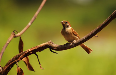Sparrow, house