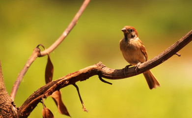 Sparrow, house