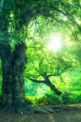 Nature scene with trees in summertime from Central Park, NYC