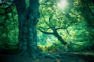  Nature scene with trees in summertime from Central Park, NYC