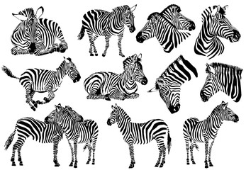 Fototapety  Graficzna kolekcja zebr, białe tło, ilustracja tatuaż wektor, eps10