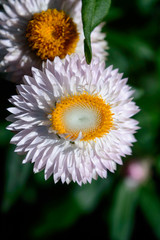 YOGYAKARTA - Strawflower, the flowers can grow well even in less fertile soil conditions,...