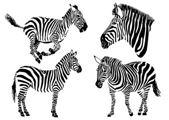 Fototapeta na wymiar Graphical collection of zebras, white background, vector tattoo illustration,eps10