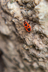 Macro shot of a red bug on the ground