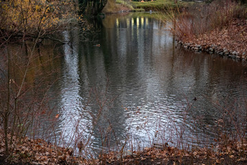 Reflection of trees in water. Autumn landscape with pond view and trees with autumn leaves. Small lake in Berlin Germany. Water surface with blurry reflection. Fall weather. Tranquil landscape.