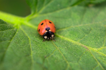 Red bug on a leaf of a plant macro filming
