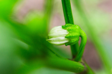 Unblown flower macro filming