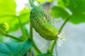 Macro filming of cucumber on the garden