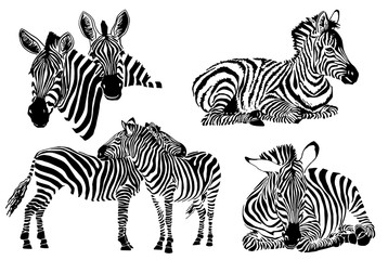 Fototapeta na wymiar Graphical collection of zebras, white background, vector tattoo illustration,eps10