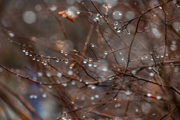Water drops on branch autumn weather cold rain