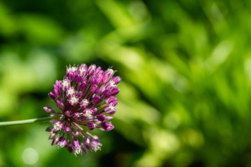 Close-up violet ball of opening blooming violet decorative onion on blurred nature greenary. Macro photo of lilac color Allium Flower with selective focus. There is place for text