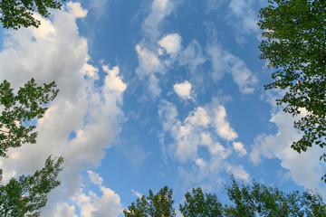 blue sky and trees looking up