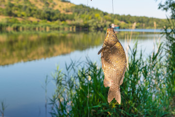 Caught carp hanging on a fishing line with a hook, Lake Eymir, Ankara, Turkey