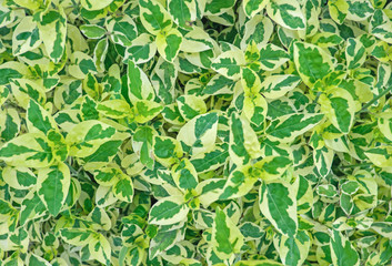 Yellow-green leaves suitable for background