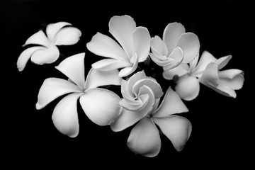  white flowers and blur black ground.take black and white color.