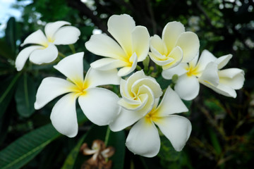 Fototapeta na wymiar white flowers and blur black ground