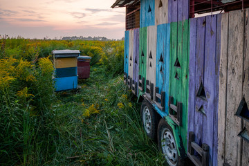 Hive trailer on field with honey plants