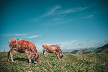 Cows Grazing on Nature Green Grass Hill with Blue Sky and Clouds with Mountains Background