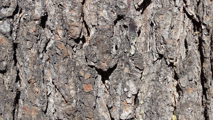 Textura de tronco de pino