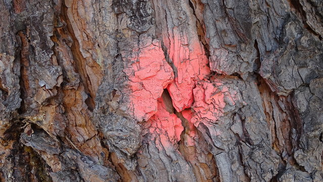 Textura de ronco de arbol pintado