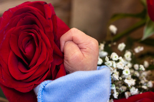 Adorable mother and baby hands in bed of red roses. Red rose in the hands of a newborn. Red rose in the hands of a newborn baby. The hand of a newborn child