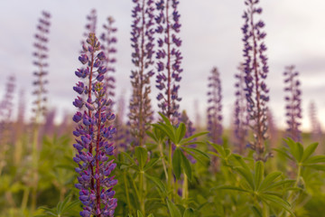 Lupins, the purple flowers in bloom