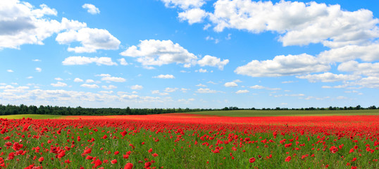 Poppy field