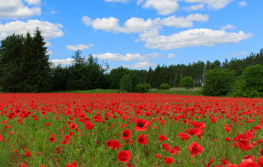 Obraz premium Poppy field