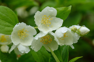 Obraz na płótnie Canvas Jasmine flower. Beautiful white jasmine