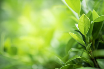 Closeup beautiful view of nature green leaf on greenery blurred background with sunlight and copy space. It is use for natural ecology summer background and fresh wallpaper concept.