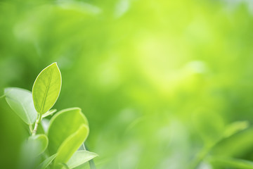 Closeup beautiful view of nature green leaf on greenery blurred background with sunlight and copy space. It is use for natural ecology summer background and fresh wallpaper concept.