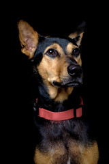 Stray mongrel rescued thai dog resting soft black background