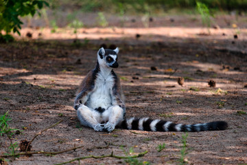 Naklejka na ściany i meble ring tailed lemur on the ground