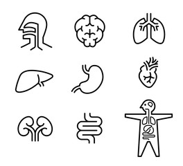 Organ icons. Vector editable line.