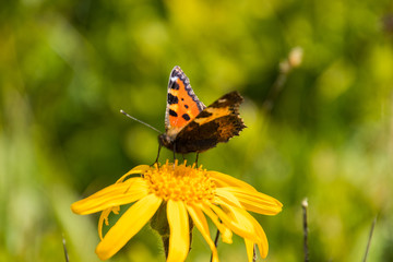 Arnica mit Schmetterling