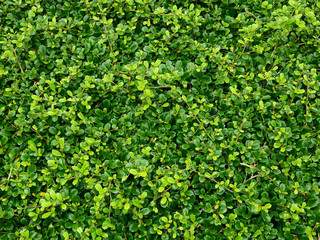Ornamental shrubs, green leaf of bush texture