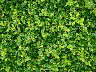 Fototapeta na wymiar Ornamental shrubs, green leaf of bush texture