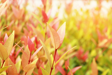 Closeup nature view of red leaf and green leaf on blurred greenery background in garden with copy space using as background natural green plants landscape, ecology, fresh wallpaper concept.