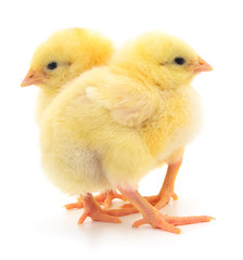 Two yellow chickens.