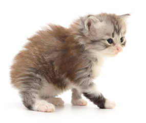 Kitten on white background.