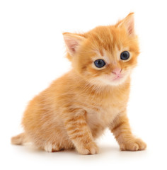 Kitten on white background.