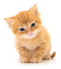 Kitten on white background.