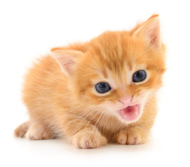 Kitten on white background.
