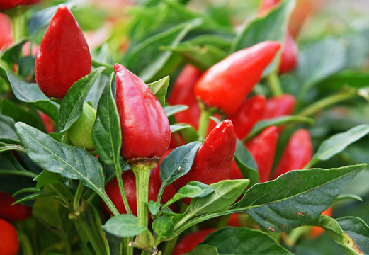 Mini piment rouge