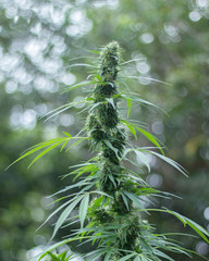 buds of a marijuana plant with blurred background